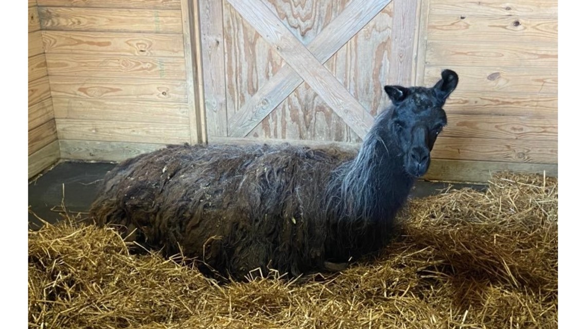 Fairfax County Animal Protection rescues stray llama