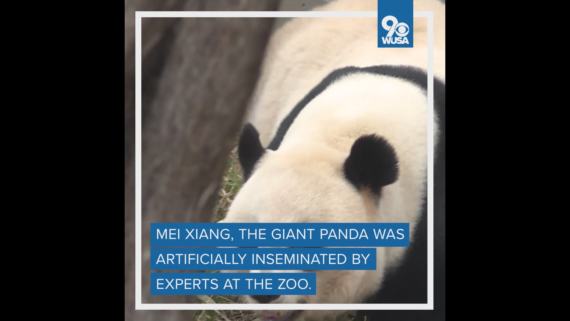 Scientists will know if the panda is pregnant within a few months.