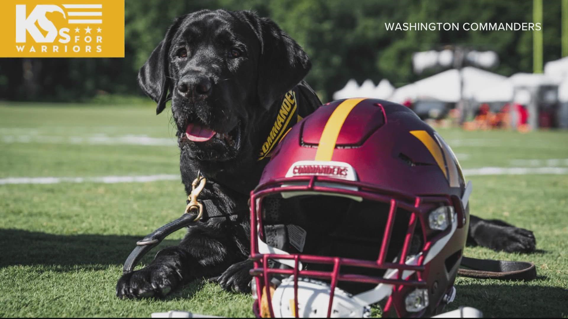 The Washington Commanders will introduce Mando as their team dog ahead of their season opener against the Jacksonville Jaguars.