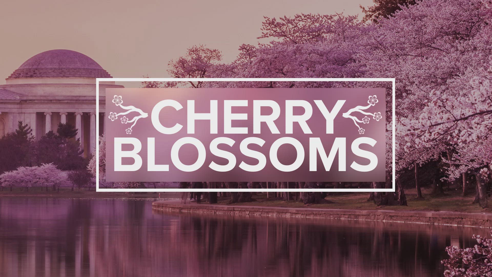 The official artwork for the 2025 National Cherry Blossom Festival is being revealed.