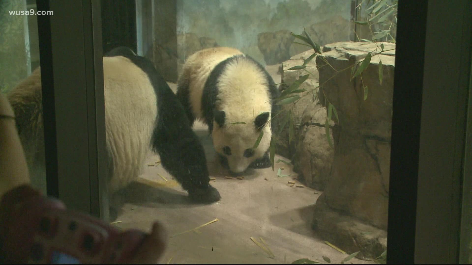 National Zoo celebrates 50 years of giant panda care 