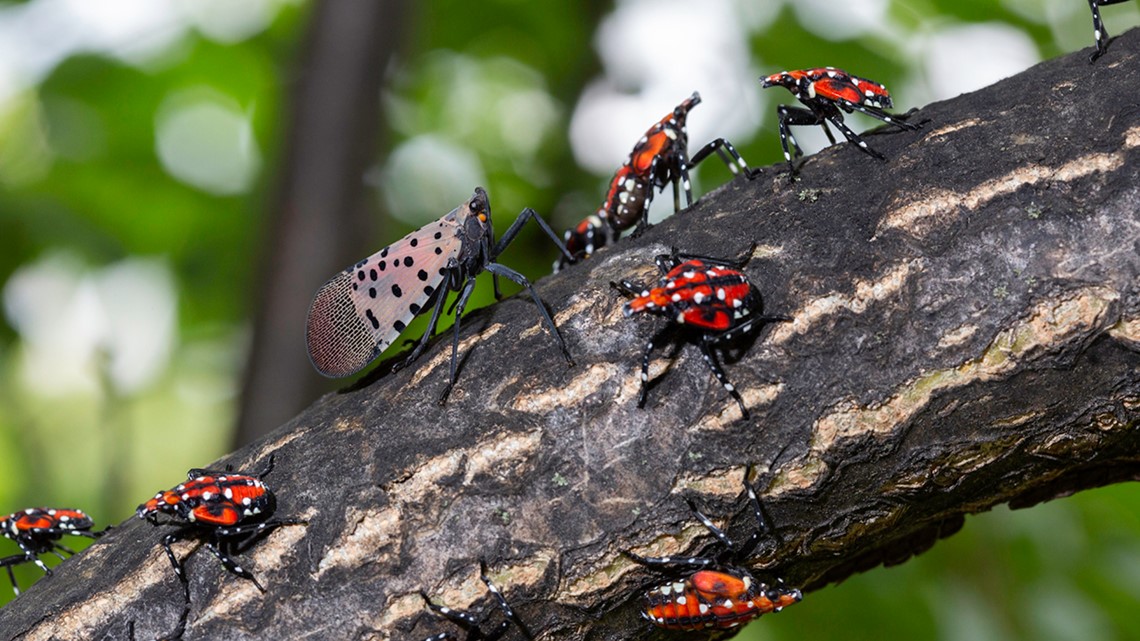 Invasive spotted lanternfly invades Wicomico County, Maryland