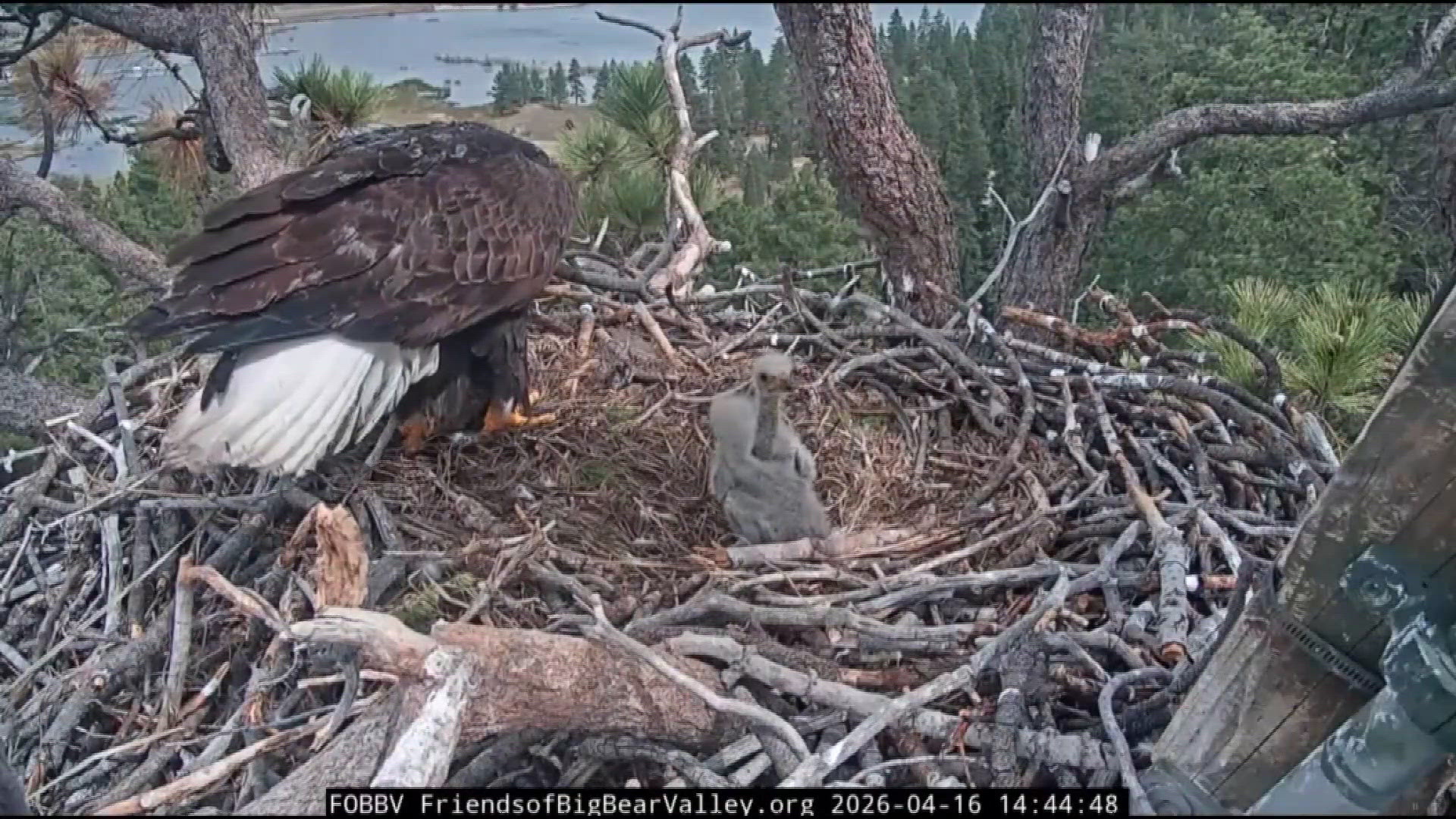 PETA awards Mayor Bowser 'Humane Rodent Reduction' award | wusa9.com