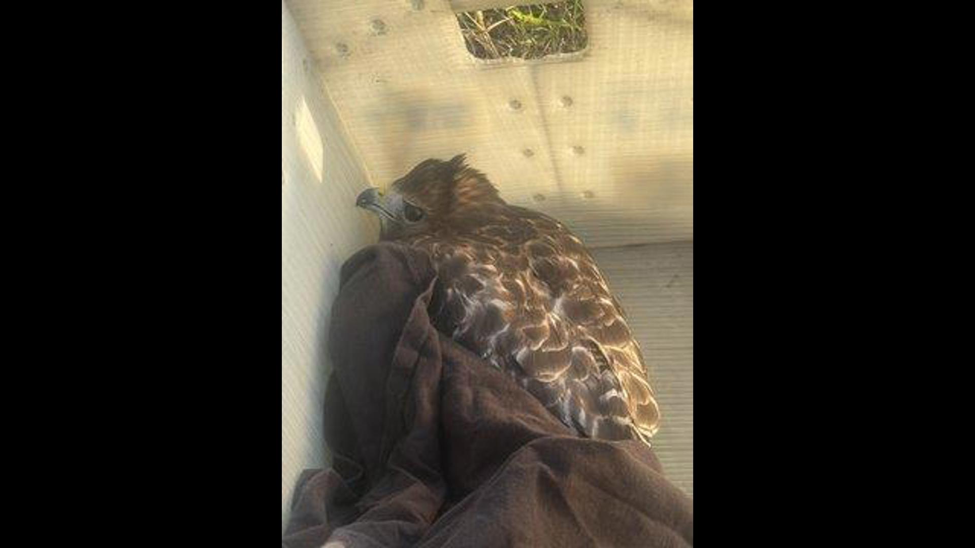 Hawk Helps Injured hawk rescued from highway in Prince George's County | wusa9.com