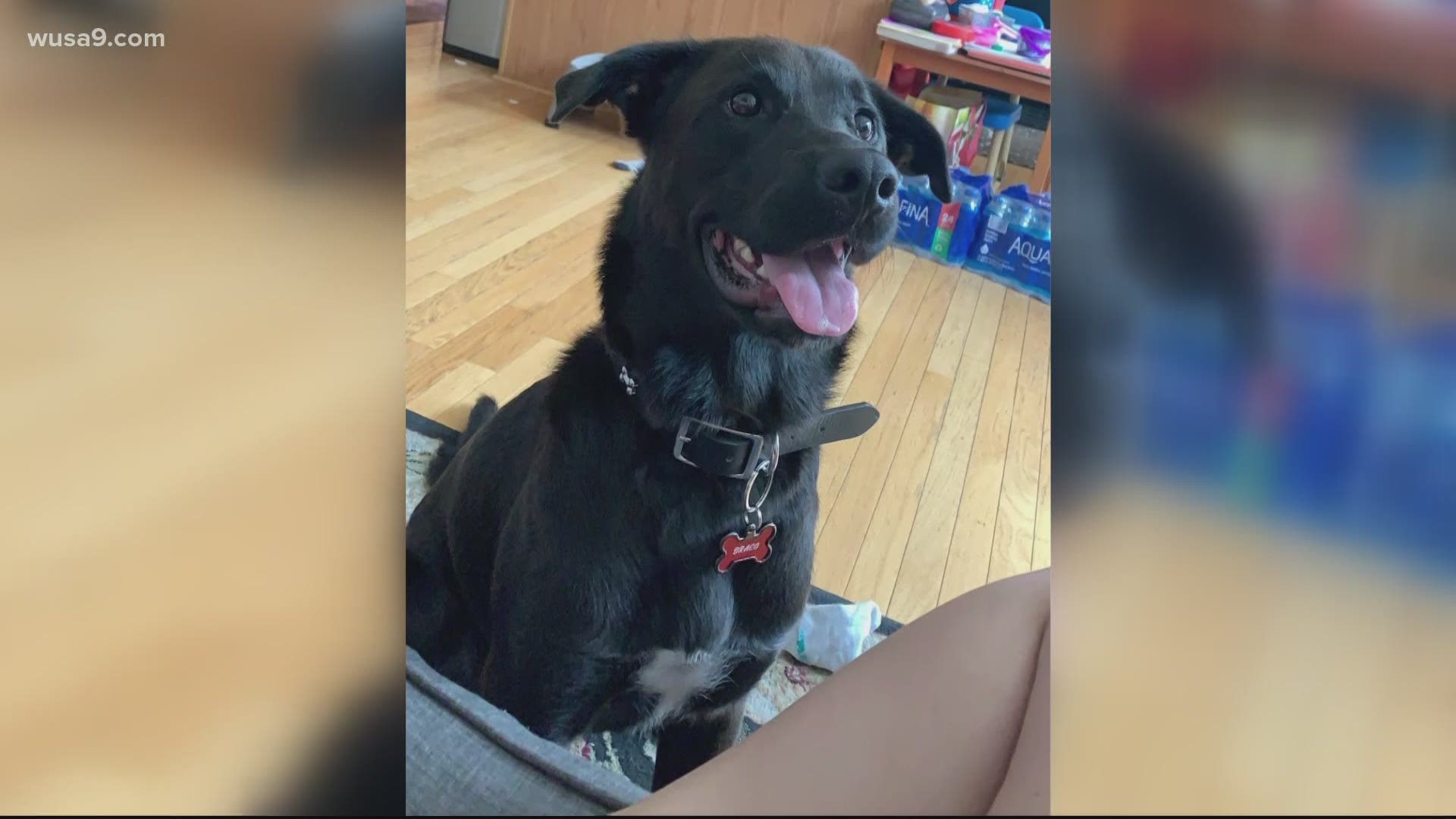 With a Fairfax County dog facing euthanization after being deemed "dangerous," a court order brought hope to supporters calling for the dog to be kept alive.