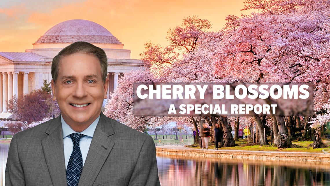 Cherry Blossoms: A WUSA9+ Special Report