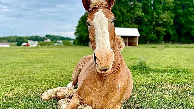 It's Adopt A Horse Month at this Maryland rescue