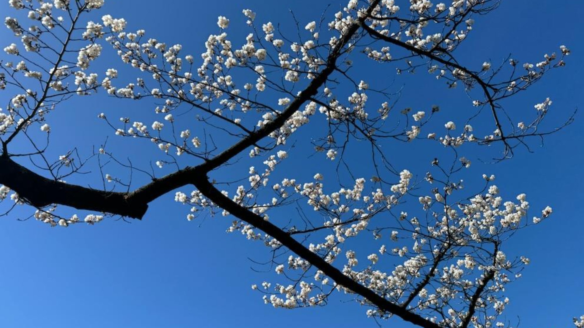 DC's cherry blossom indicator tree blooming at tidal basin