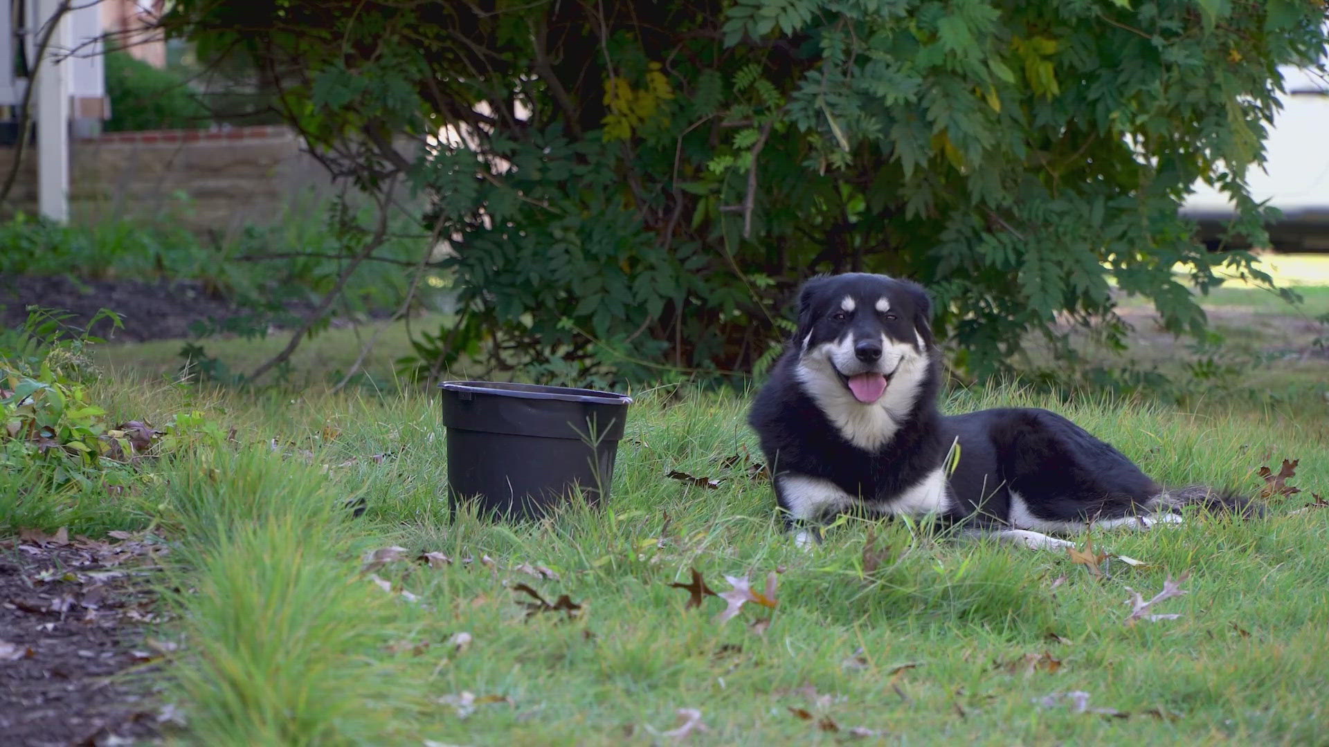 The dog has no name other than “Nine,” which is what neighbors say its owner called her before they moved away, and Nine was abandoned.  