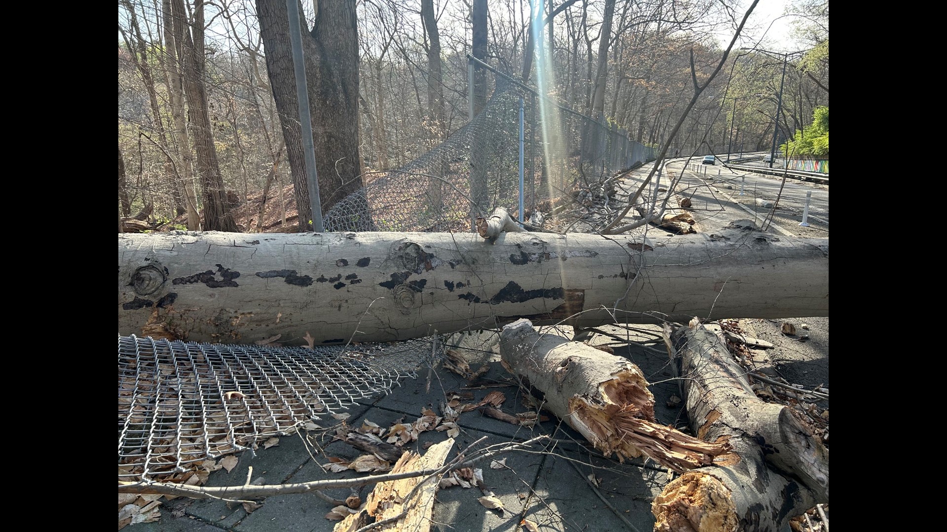 Strong winds in DC could mean downed trees, power lines | wusa9.com