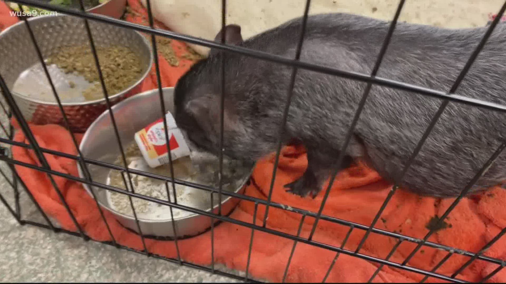 Lyla the potbellied pig is now in the care of D.C.’s Humane Rescue Alliance (HRA). She’s looking for a home, but HRA could use some help first.