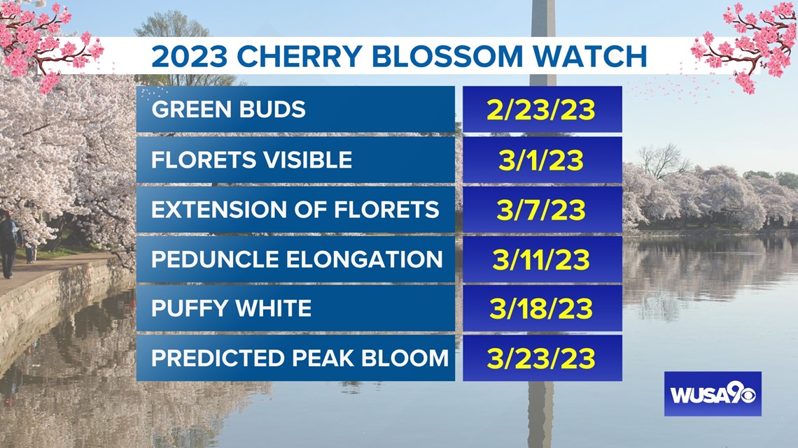 2023 National Cherry Blossom Festival - Cherry Blossom Watch