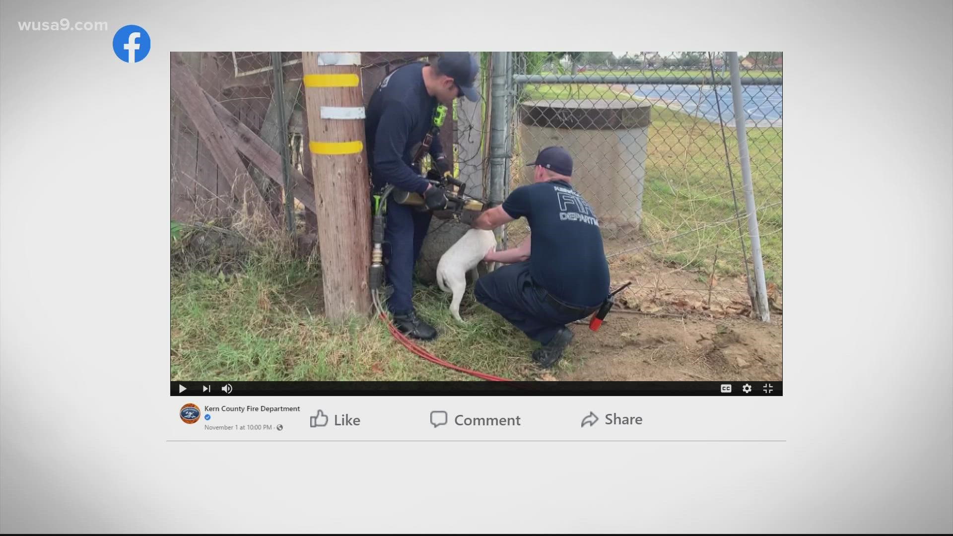 Firefighters had to use the jaws of life to rescue a dog that got its head wedged in a fence.