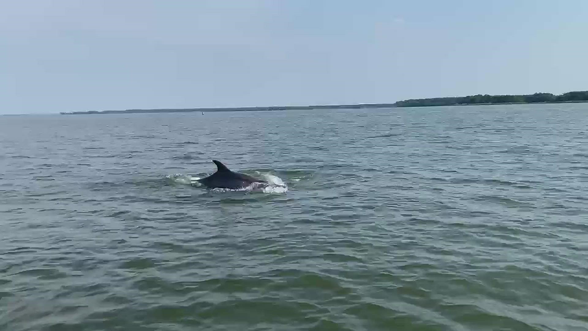 The video from Maryland DNR shows multiple dolphins in the Chesapeake Bay tributary Choptank River.