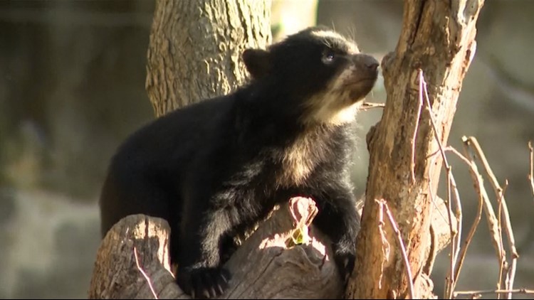 Two beary cute Andean bear cubs make their debut at Smithsonian's National Zoo