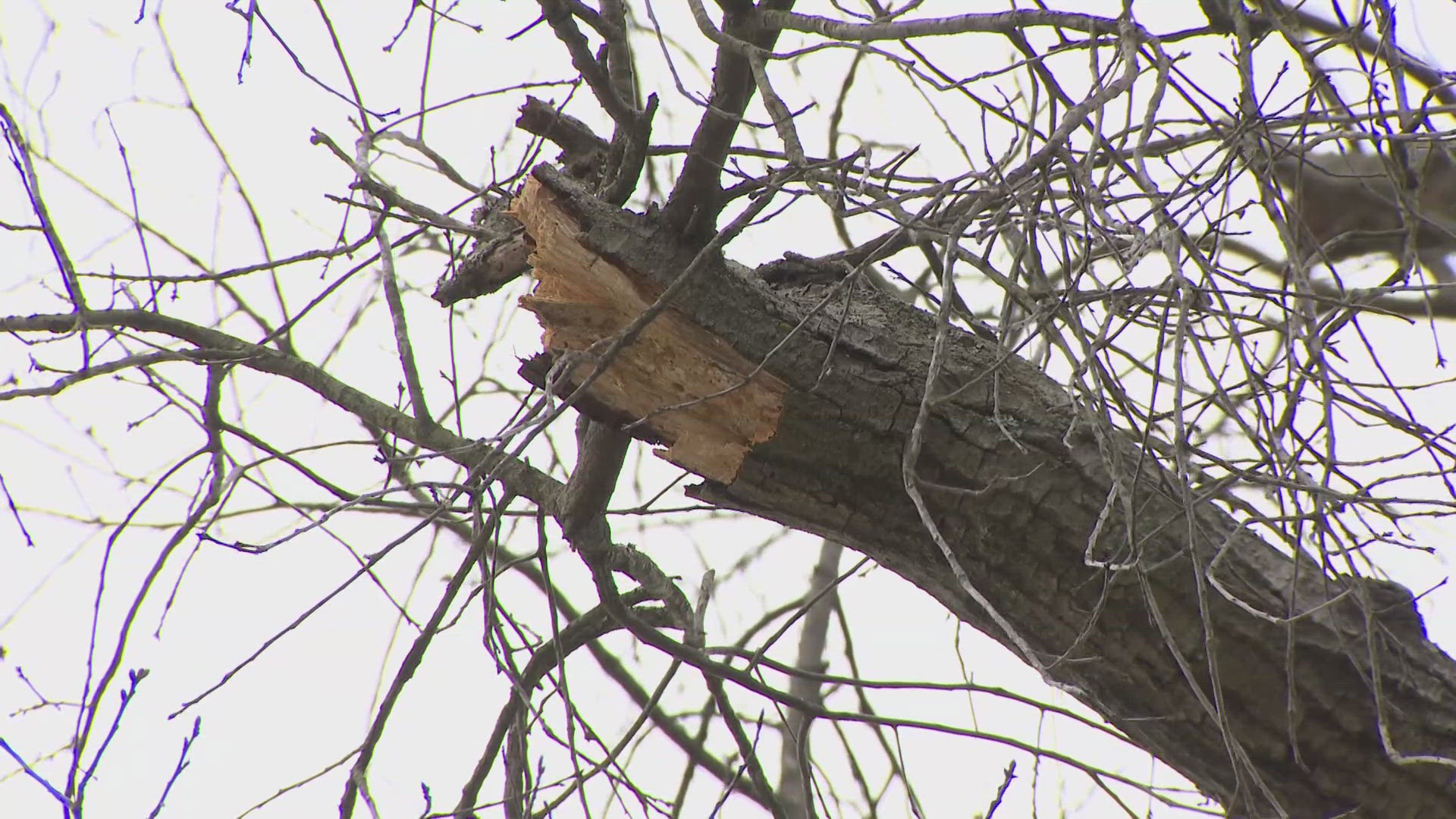Tree safety under review after deadly crash, NPS conducting additional ...