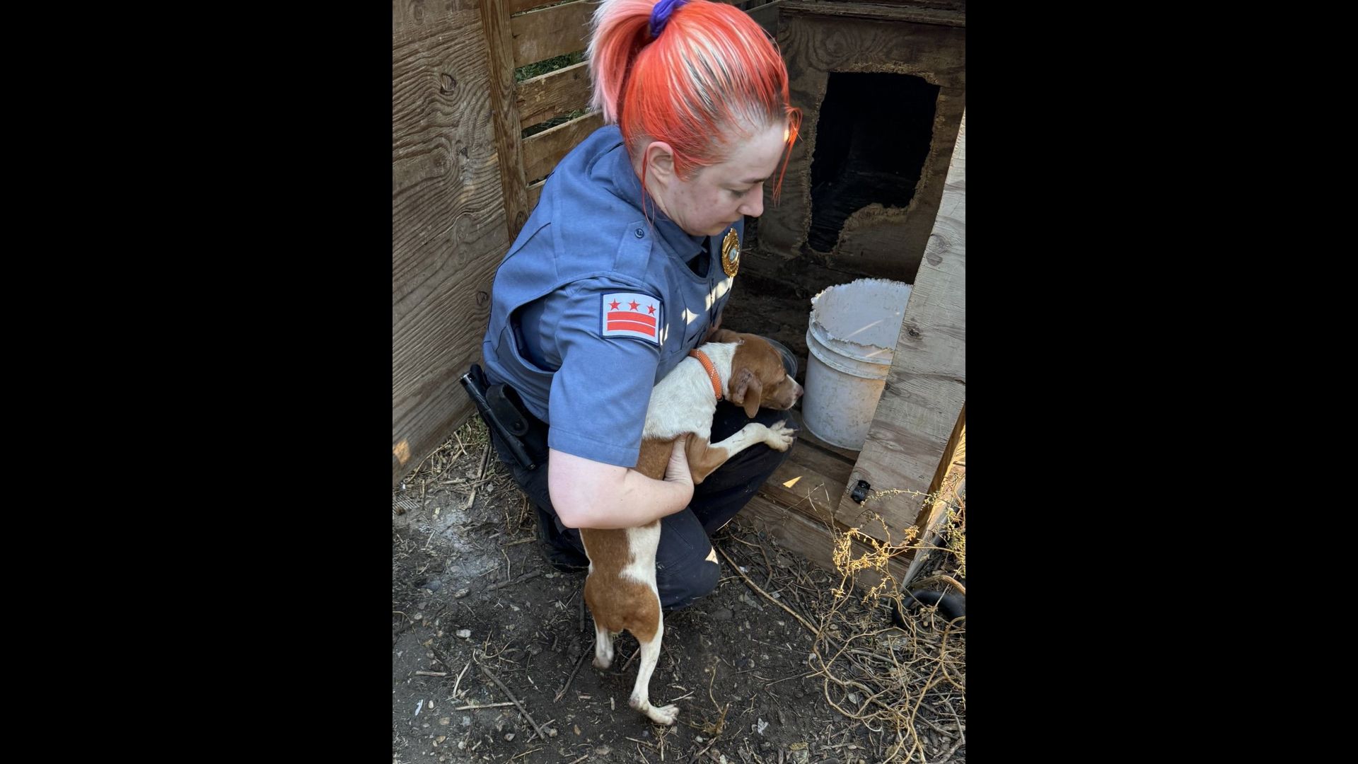 Animals rescued from cruelty investigation in DC | wusa9.com