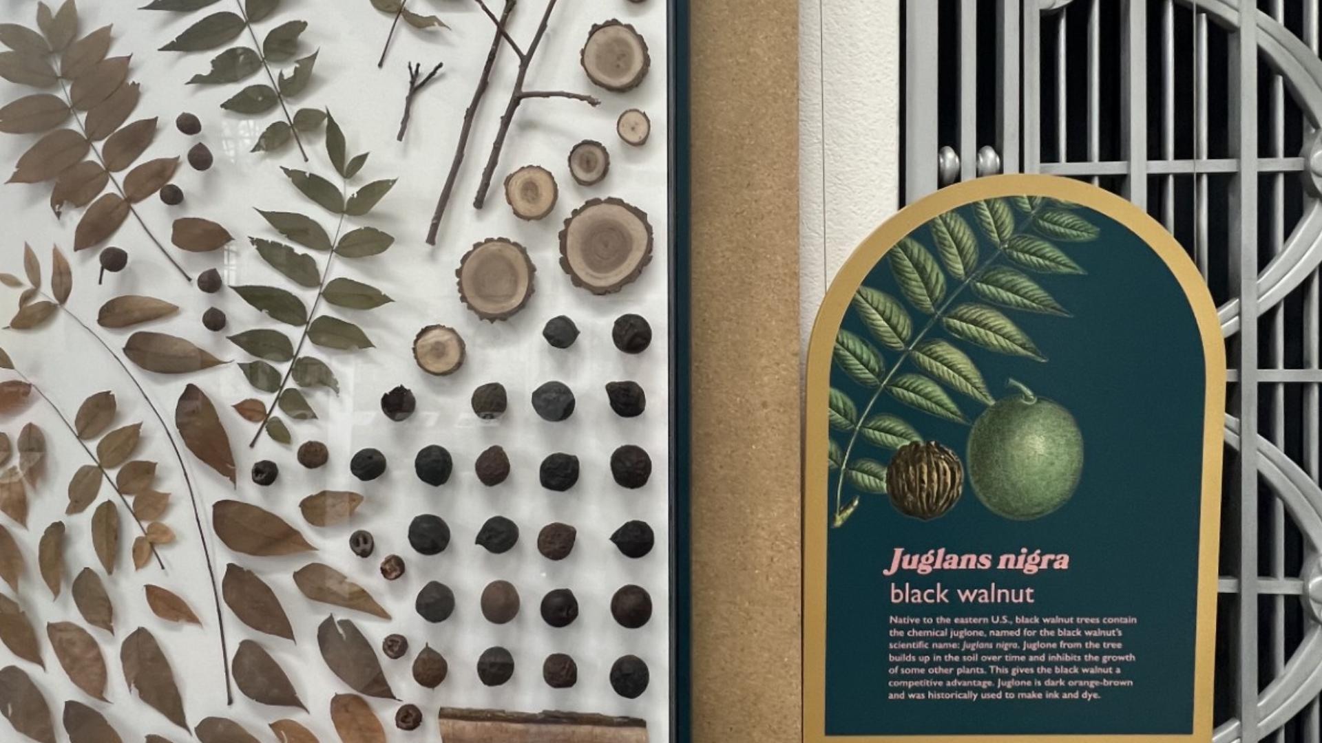 A new Botanic Garden exhibit focuses on the power of plants