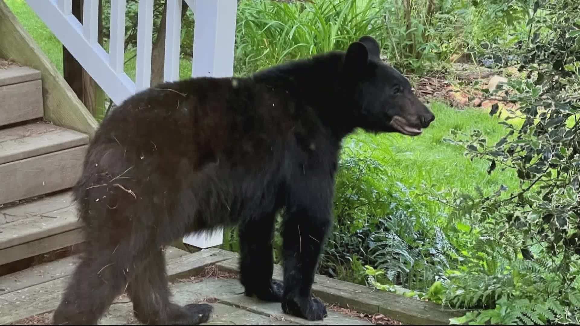 Montgomery County residents say they have seen a bear make its way through their backyard.