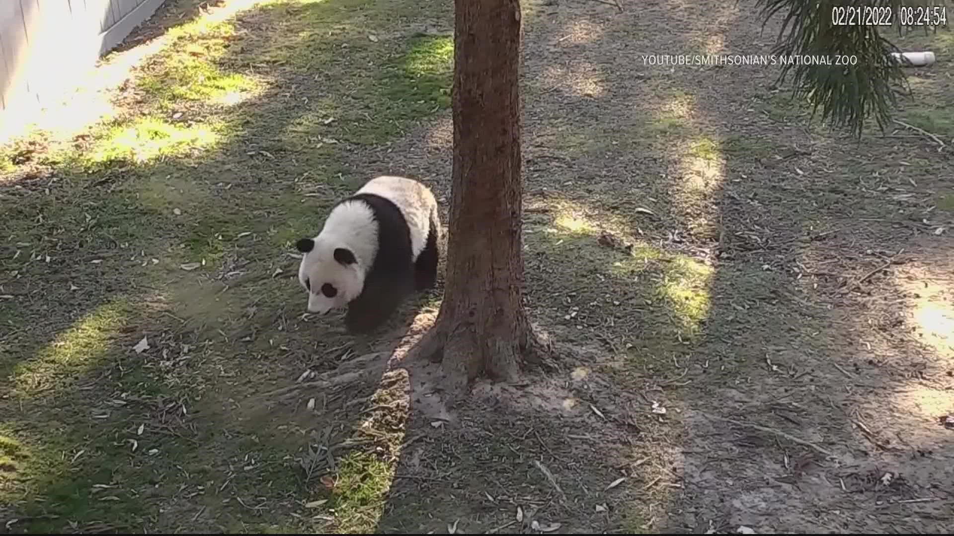 The pandas will get a special "fruitsicle" cake to celebrate Xiao Qi Ji's second birthday at the National Zoo.