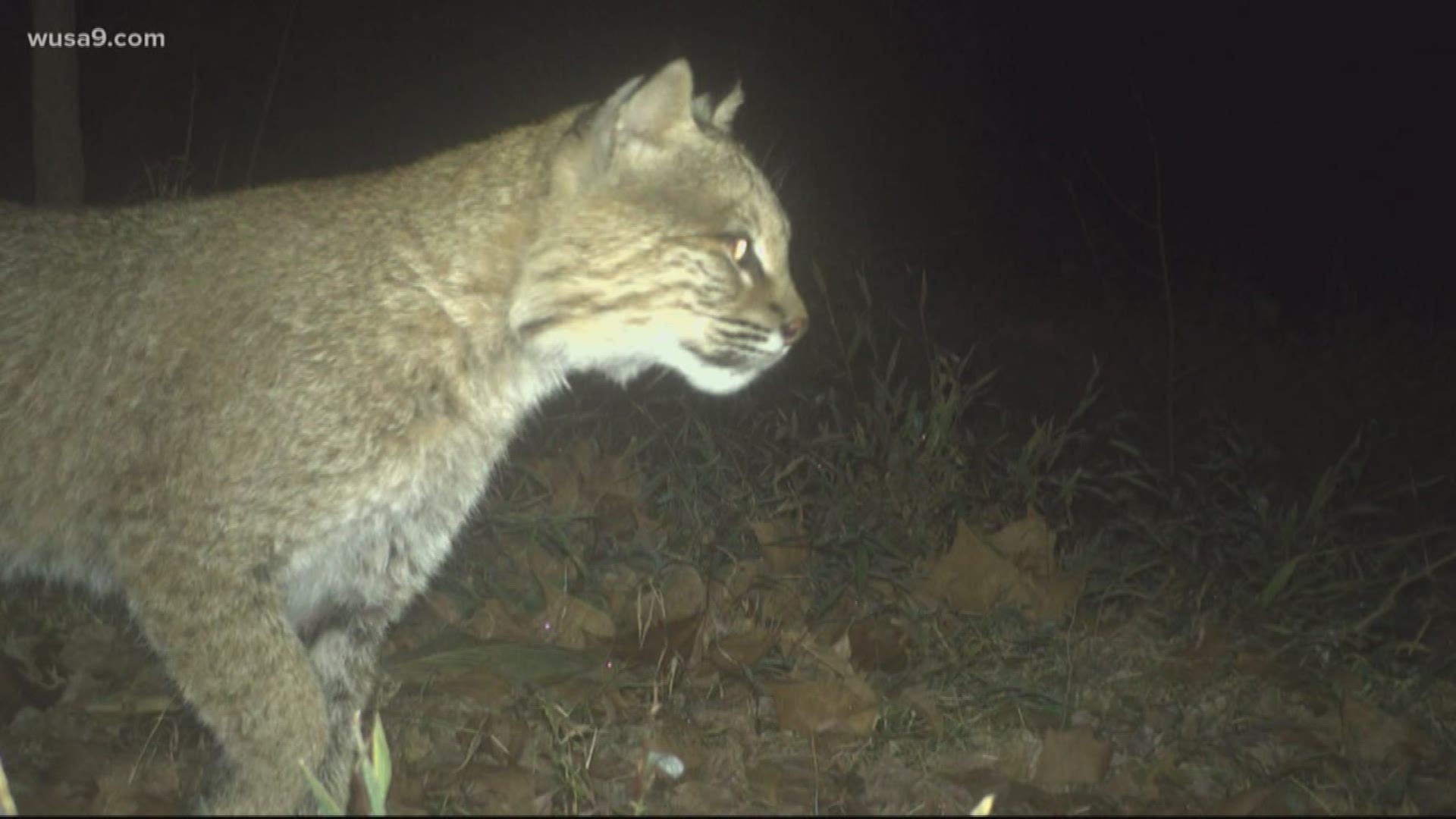 The bobcat was spotted lurking near the C and O Canal and experts believe it was looking to mate or find some food.