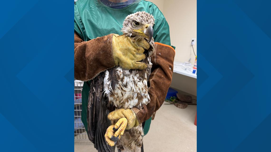 Eagles rescued from Loudoun County landfill