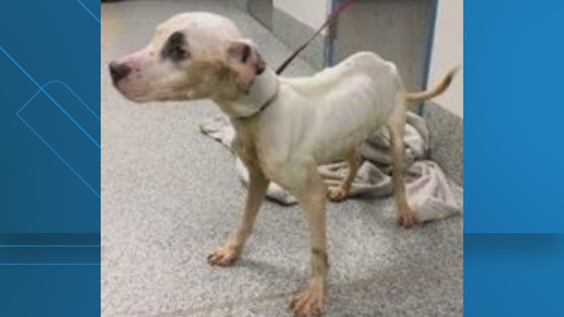 'Extremely emaciated' dog found abandoned at Woodbridge park, animal