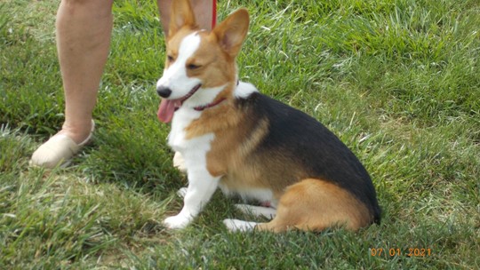 Rescuers Struggle With Surrender Of Pandemic Corgi Puppies | Wusa9.com