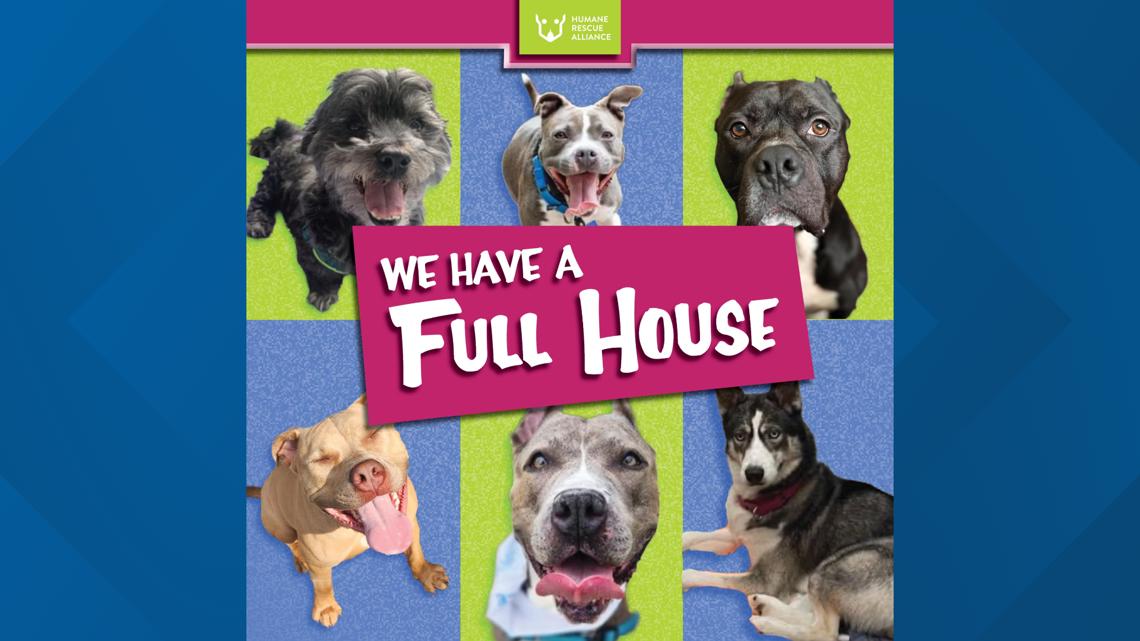 Humane Rescue Alliance Waiving Fees For Dogs Until End Of June | Wusa9.com