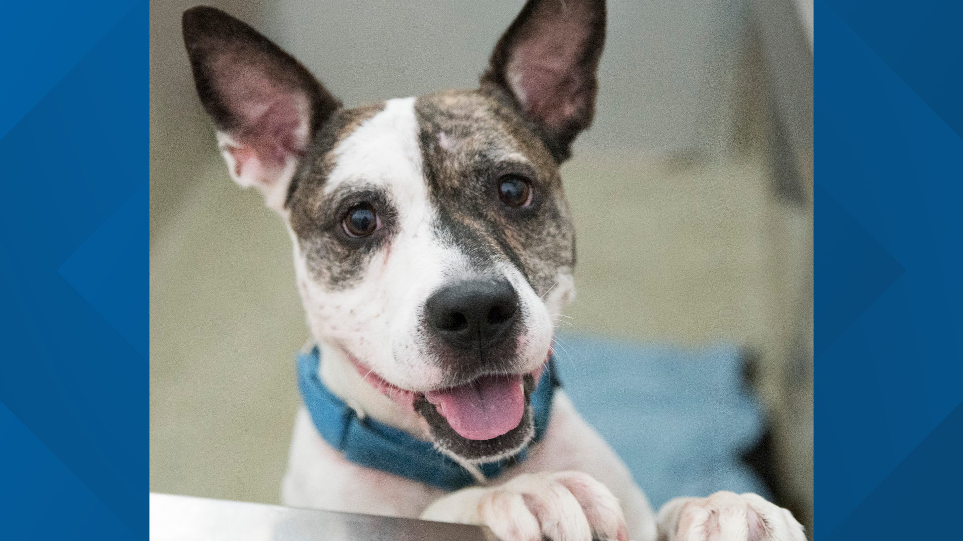 Dc Humane DC Humane Rescue Alliance in desperate need of adopters | wusa9.com