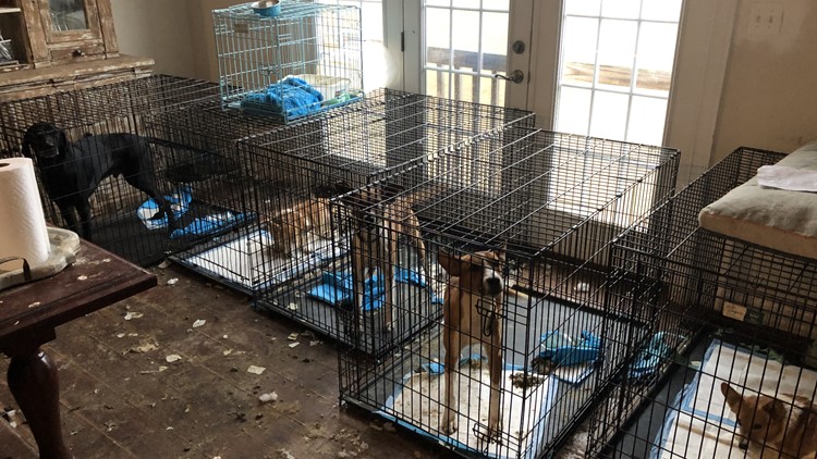 100+ animals found 'living in squalor' at Loudoun Co. animal rescue