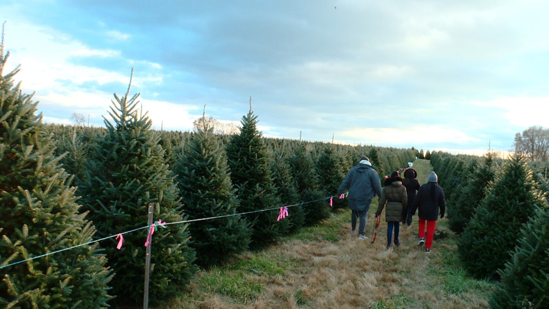 Yes, there is a Christmas tree shortage