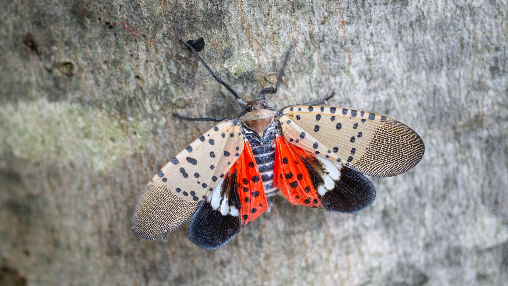 Dr. Kathy Heinsohn shares tips on what to do when you spot a Spotted Lanternfly.