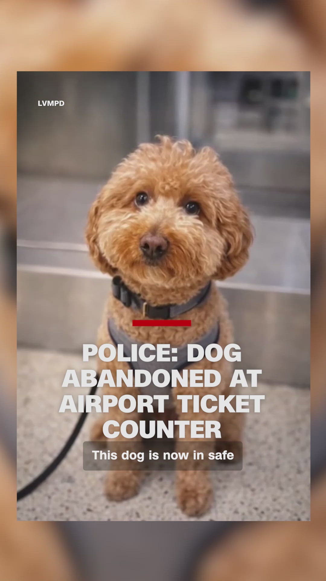 Dog abandoned by owner at airport in Las Vegas | wusa9.com