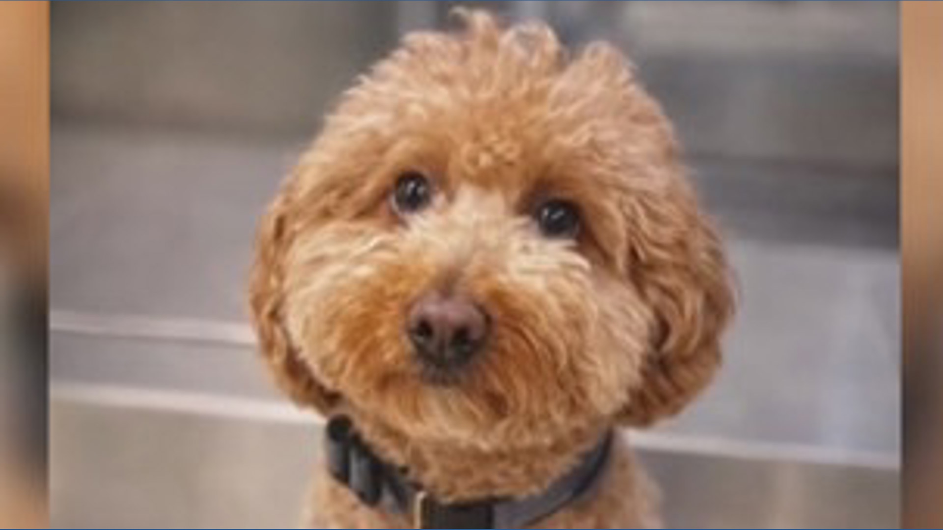 Dog abandoned by owner at airport in Las Vegas | wusa9.com