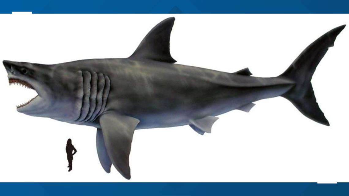 Maryland has a new state shark: the Megalodon