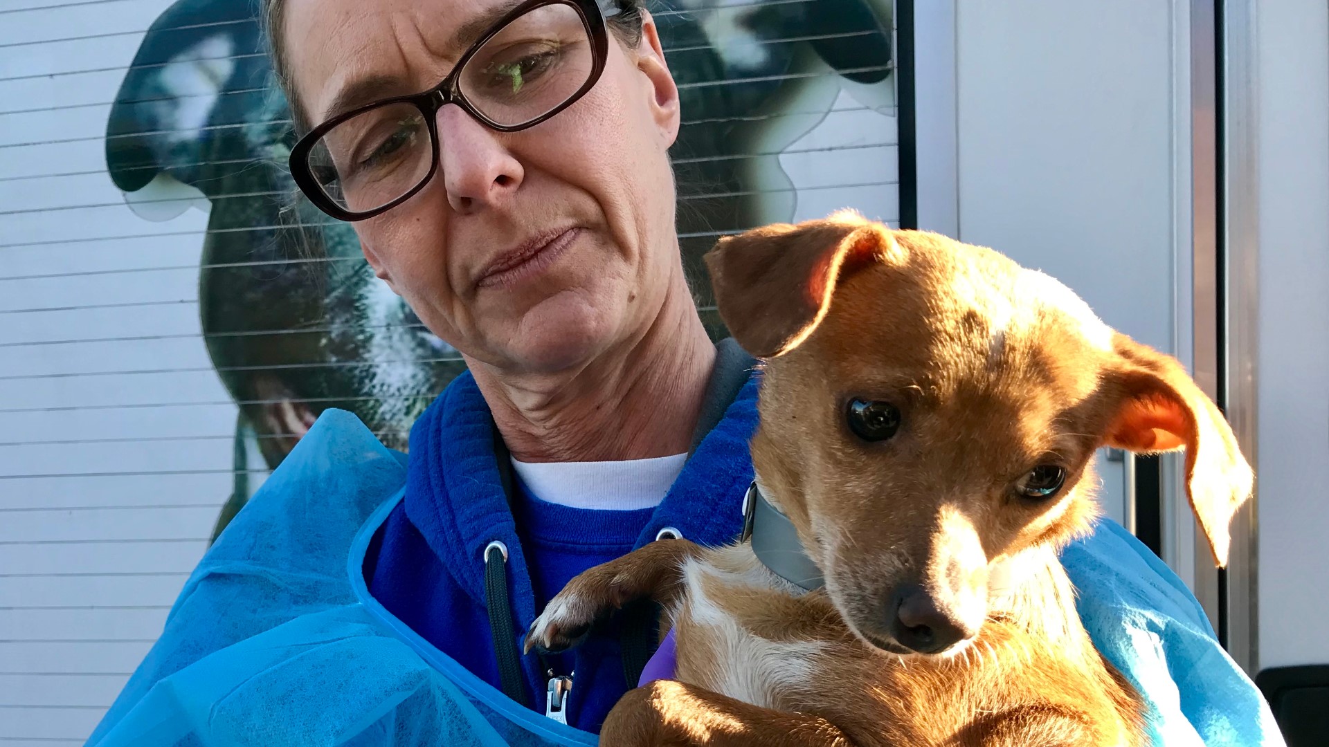 There are 60 chihuahuas that arrived in DC and 35 will be available to adoption.