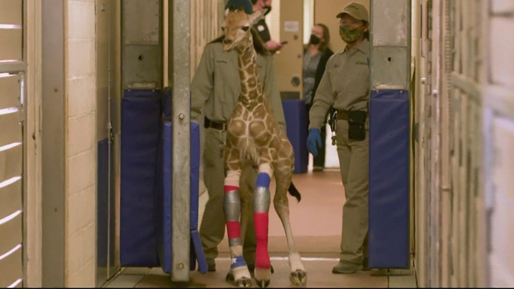 Baby giraffe in San Diego Zoo learning to walk with leg braces