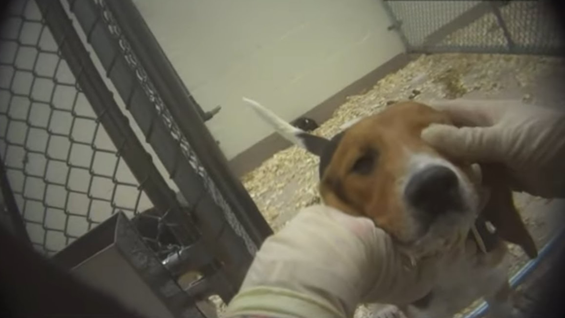 Hidden camera video from Humane Society investigator shows tests 