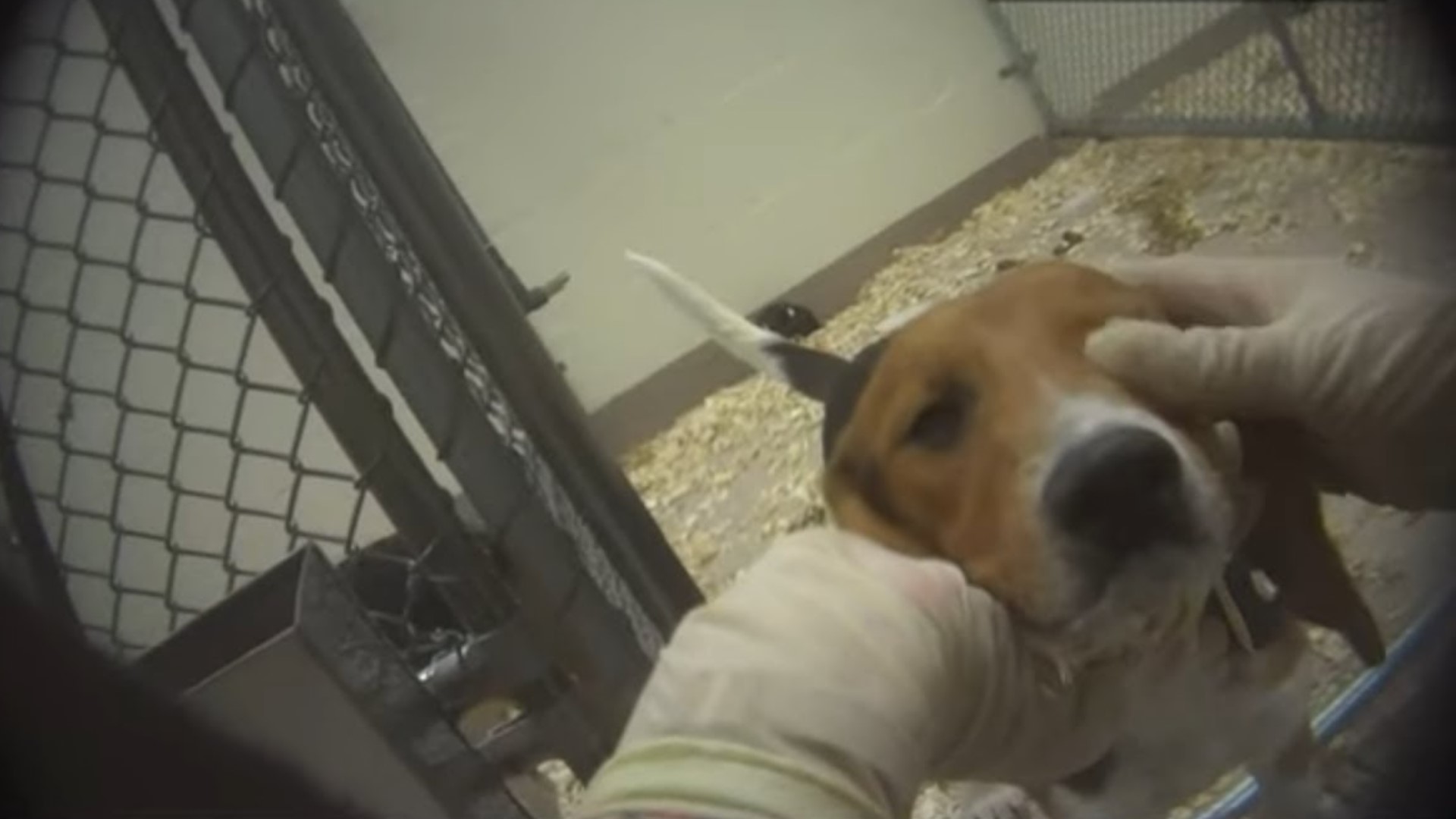 are-dogs-still-used-in-animal-testing