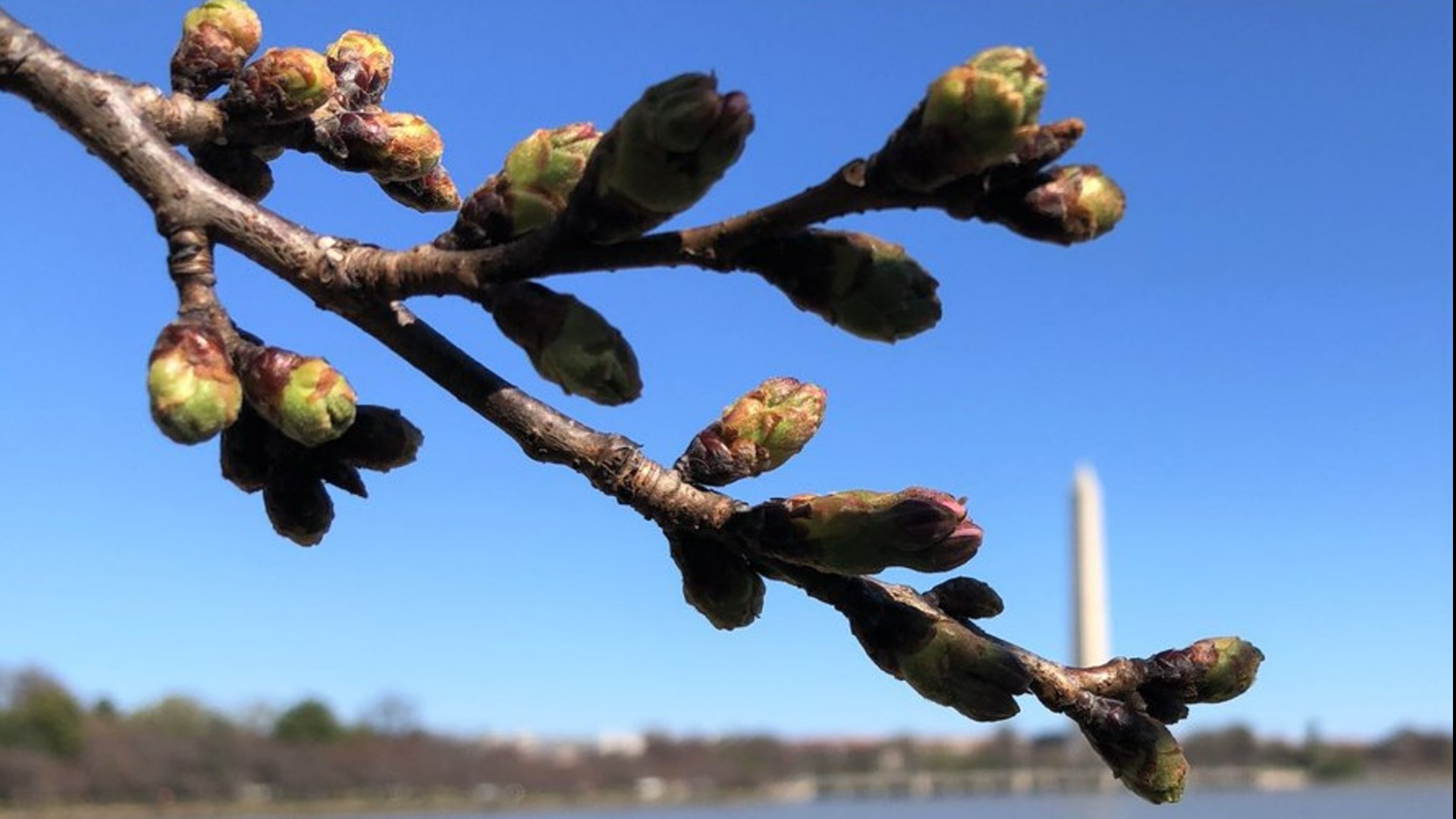 The D.C. cherry blossoms are moving along, and we've officially reached stage 3 on Friday – which is halfway to peak bloom.