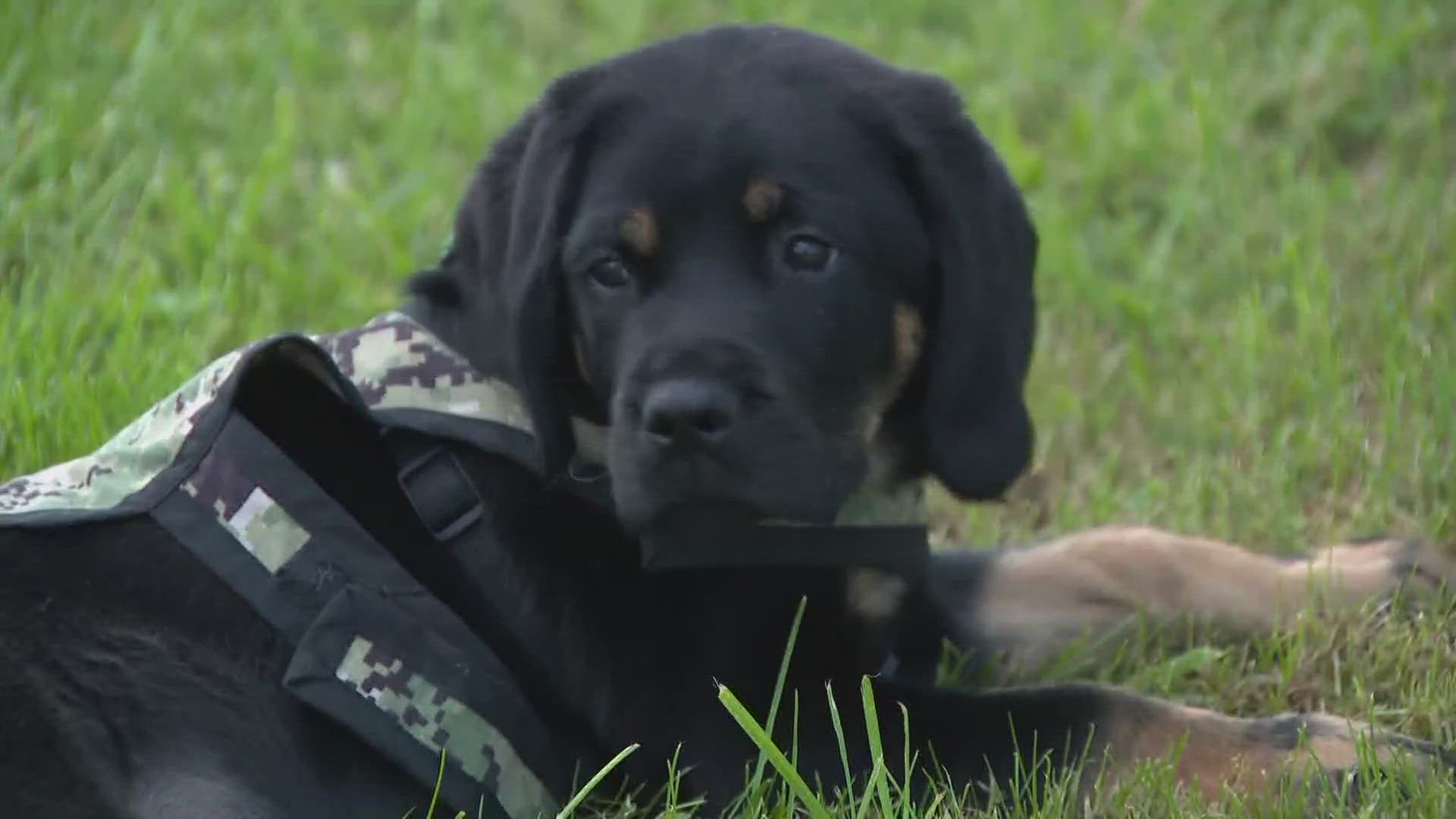 On Tuesday, the Commanders announced team Dog Barney, an 11-week-old black Labrador Retriever from Warrior Canine Connection.