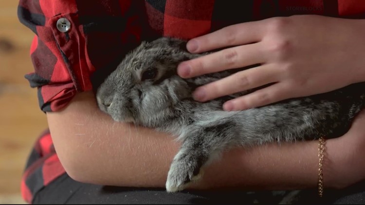 Verify: Do shelters see a jump in rabbits after Easter?