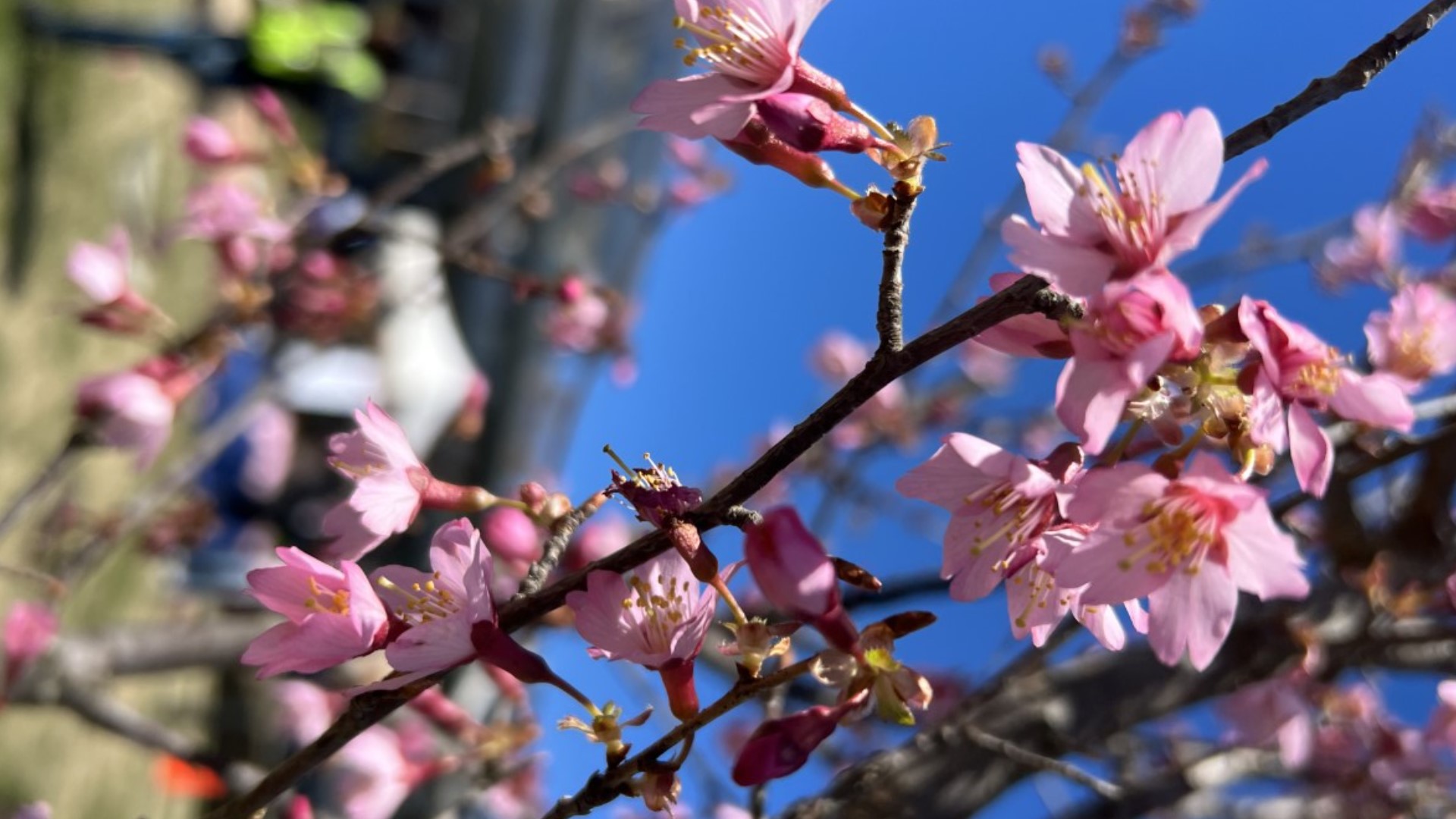 Brian Salley, of The St. Regis in Washington, DC, and Jeffery Morgan, of the Conrad Hotel Washington tell us the best spots in the city to view the cherry blossoms.