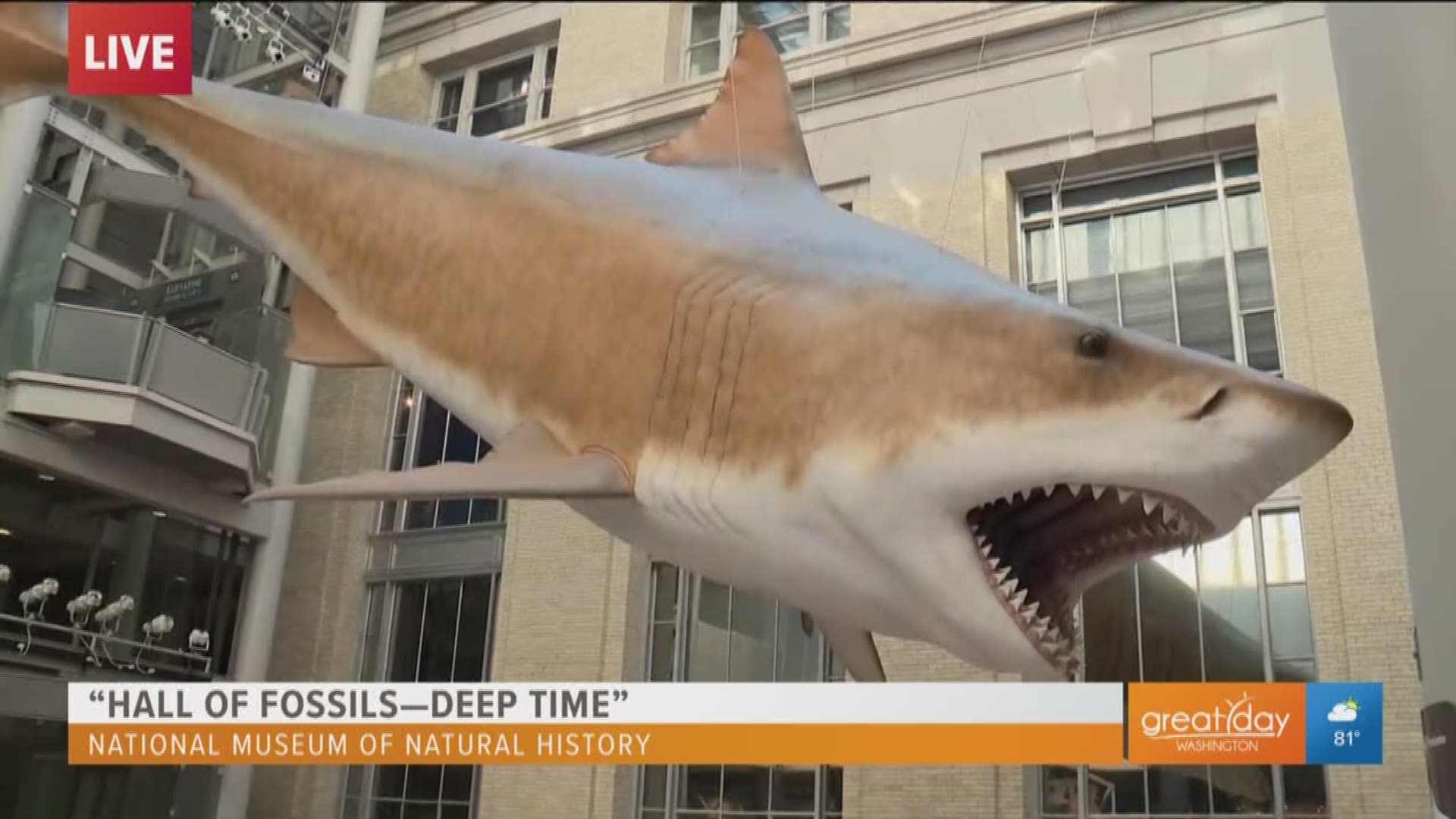 Dr. Hans Seus, curator at the National Museum of Natural History talks their new exhibit which features exotic and unusual creatures, including a 50-foot shark. Visit the new exhibit any day of the week from 10 a.m. to closing.