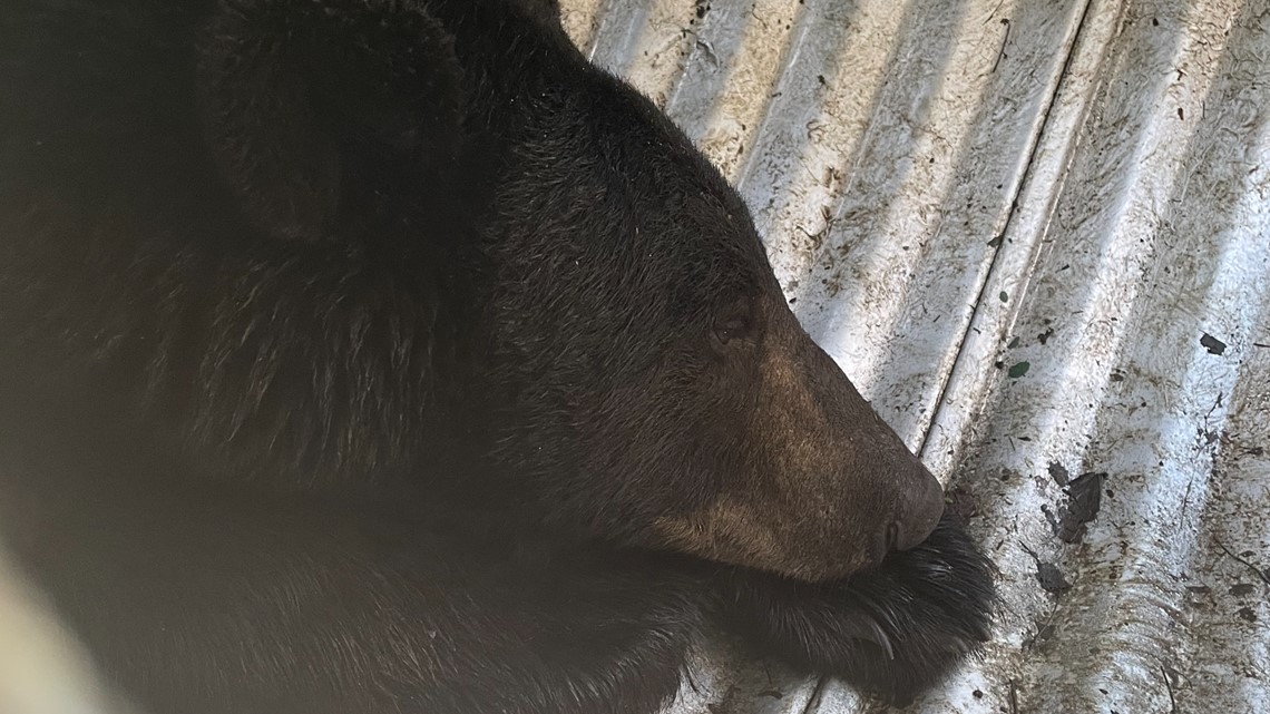 Bear Sighted In Rockville Captured By Maryland DNR | Wusa9.com