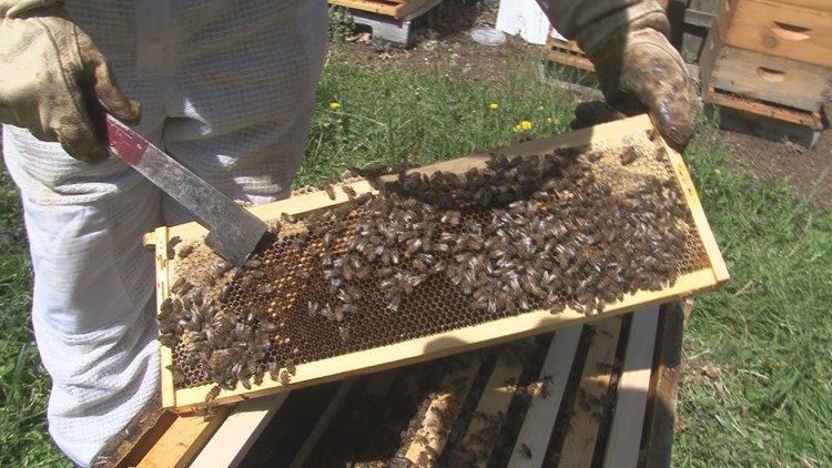 How you can help local honeybees stay healthy and strong