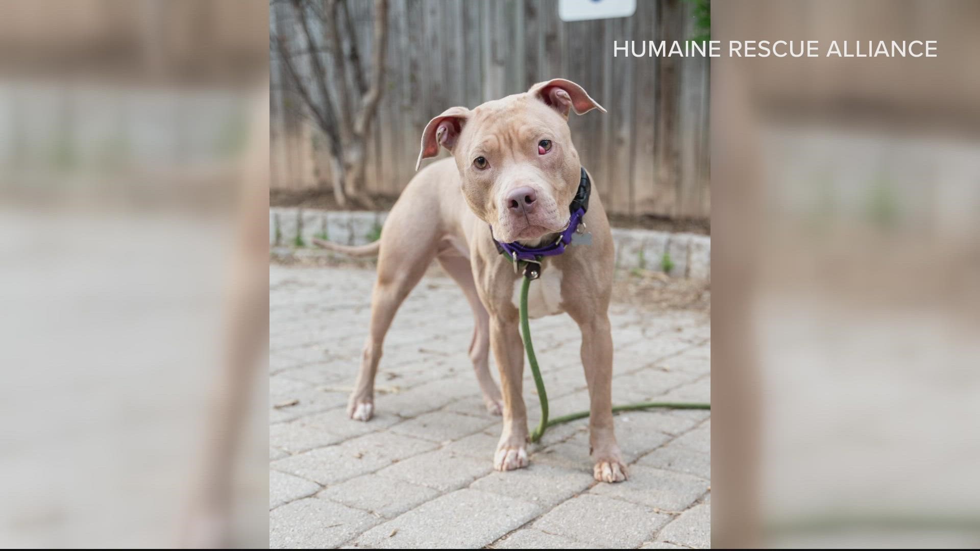 Human Rescue Alliance offers choose your own price adoptions 