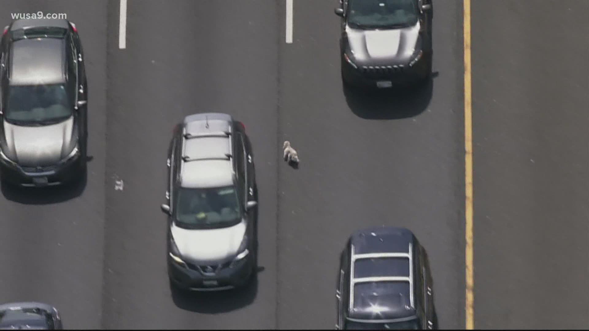 A small, white pup was seen darting down an emergency lane as cars waited in traffic, built up after a crash Friday afternoon.