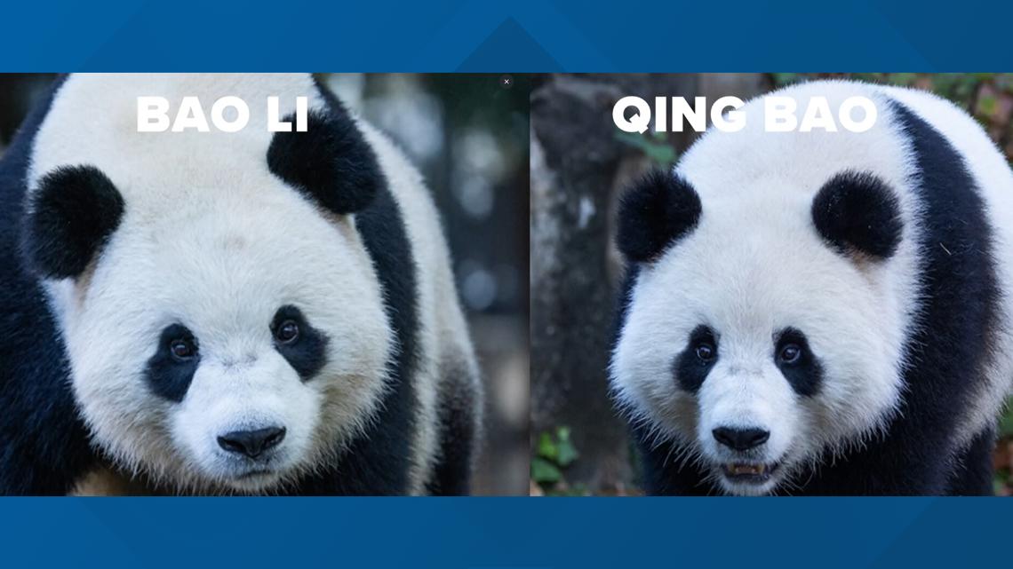 How to tell the difference between the two National Zoo pandas